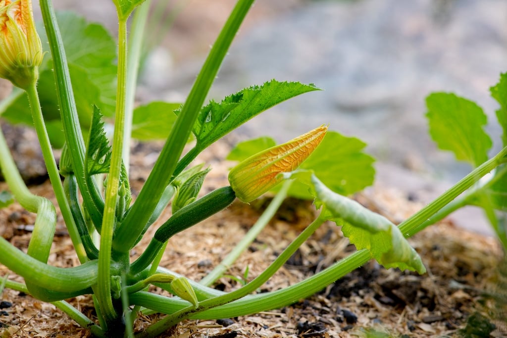 Zucchini Flower
